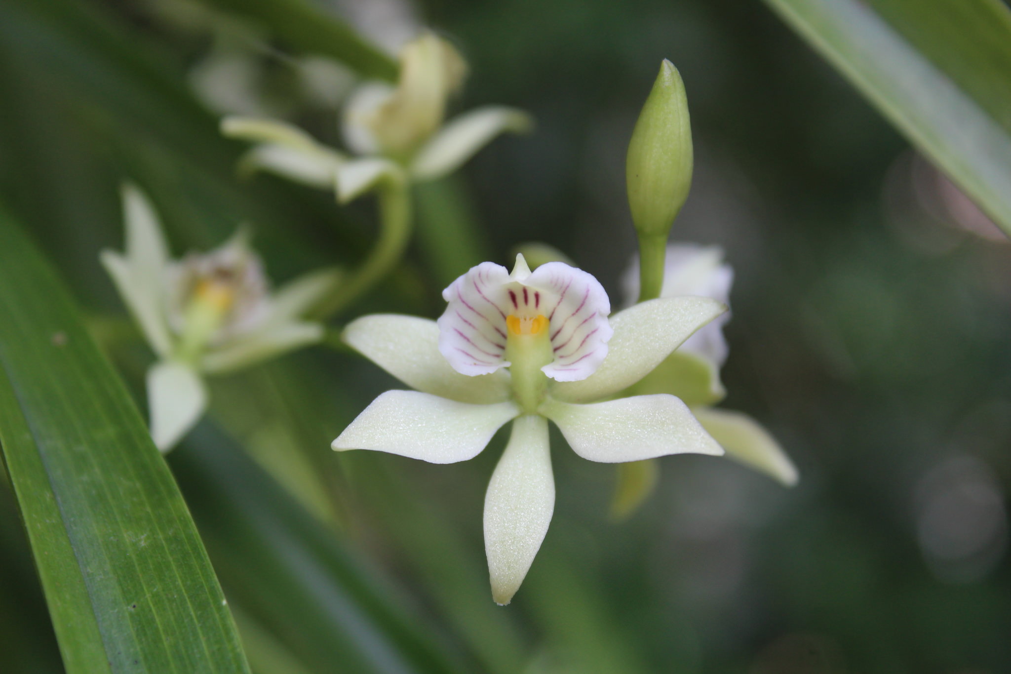Prosthechea radiata